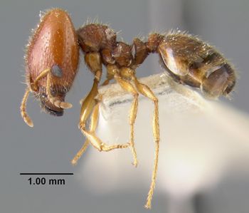 Media type: image;   Entomology 20738 Aspect: habitus lateral view